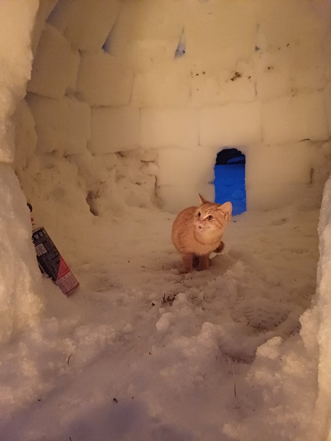 이글루를 만들었더니 찾아온 손님 | 인스티즈