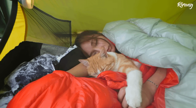 캠핑하는데 찾아온 고양이.gif | 인스티즈