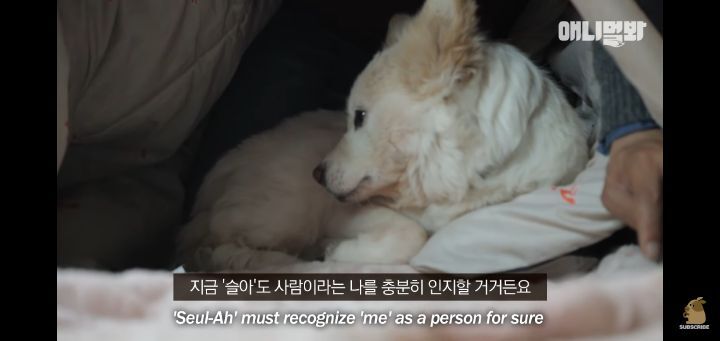 죽을것같은 우울증에 걸린 강아지 | 인스티즈