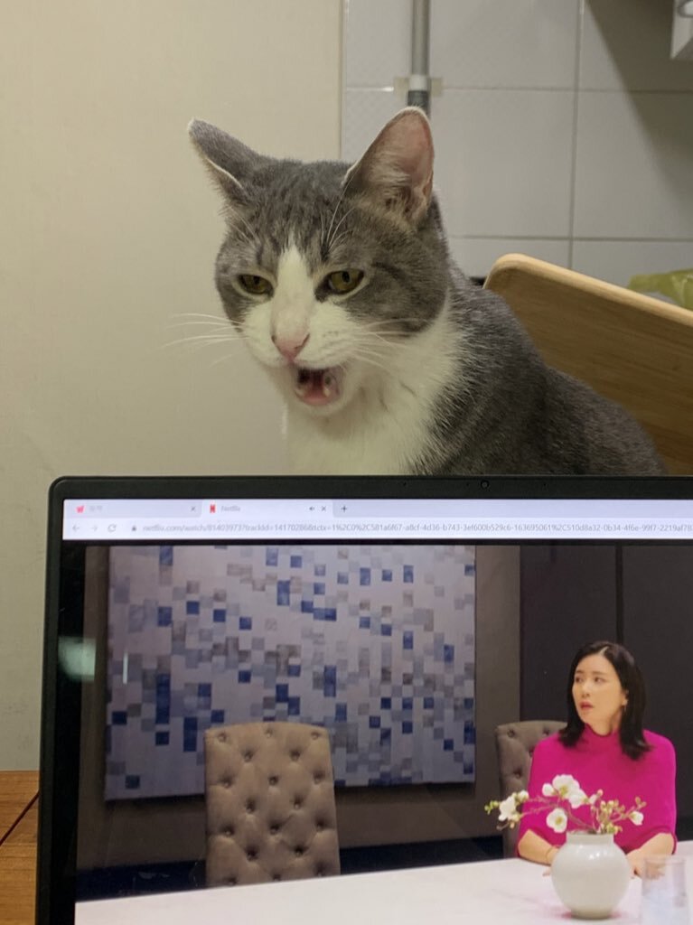 요새 고양이들 특 | 인스티즈