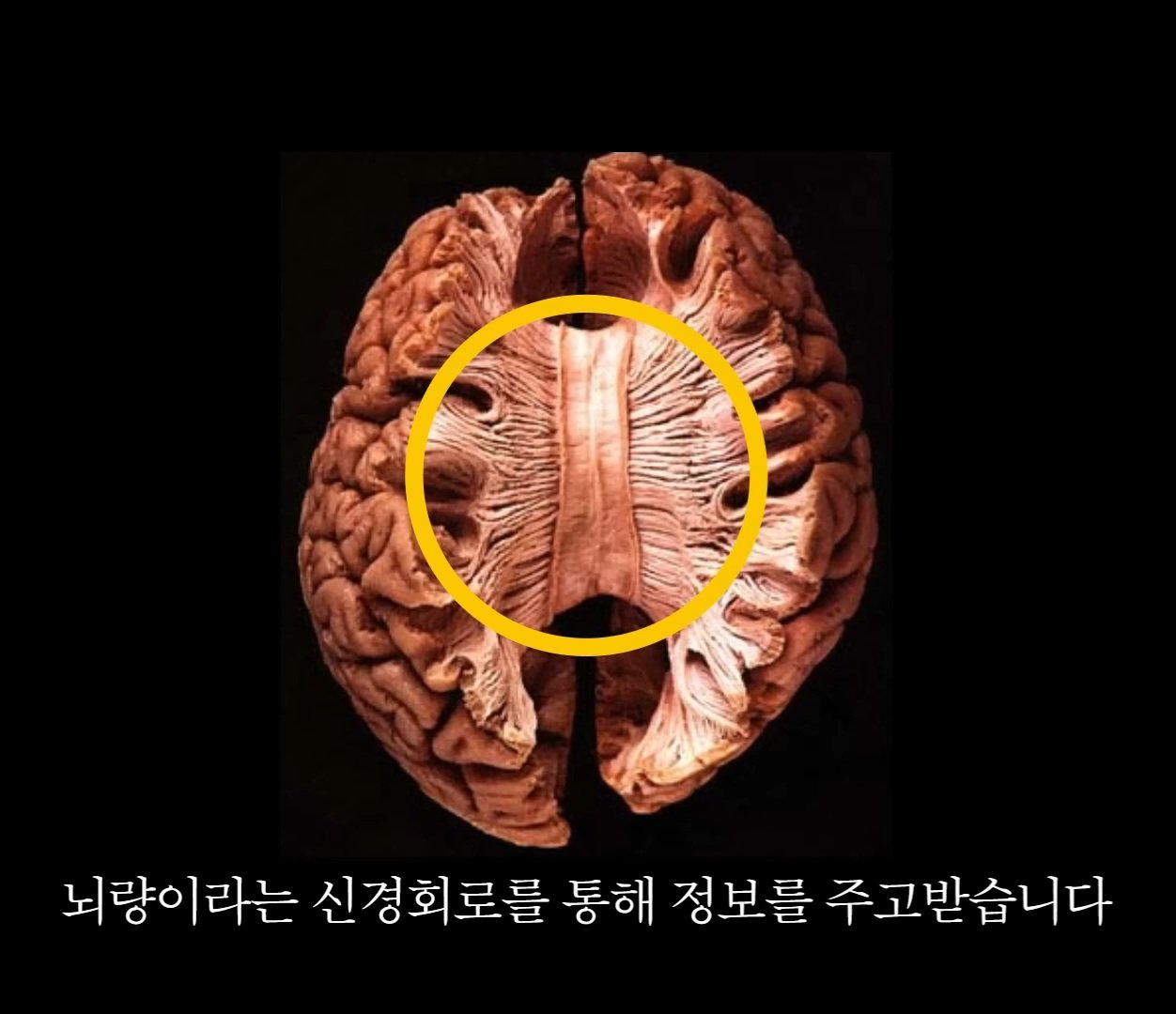 오싹오싹 스스로에게 구라치는 뇌.jpg | 인스티즈