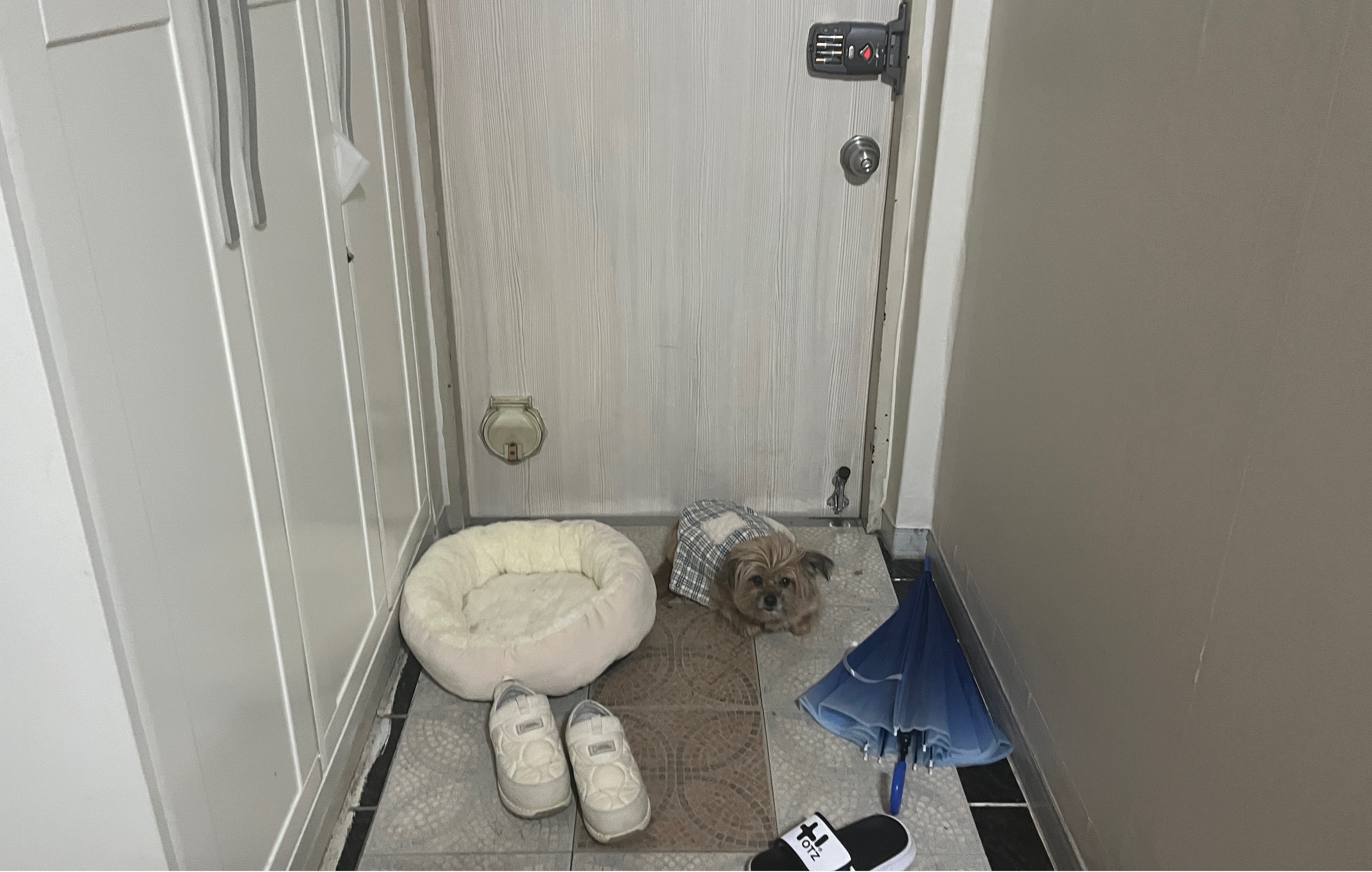 친구네 강쥐 하루 펫시터 한 후기 | 인스티즈