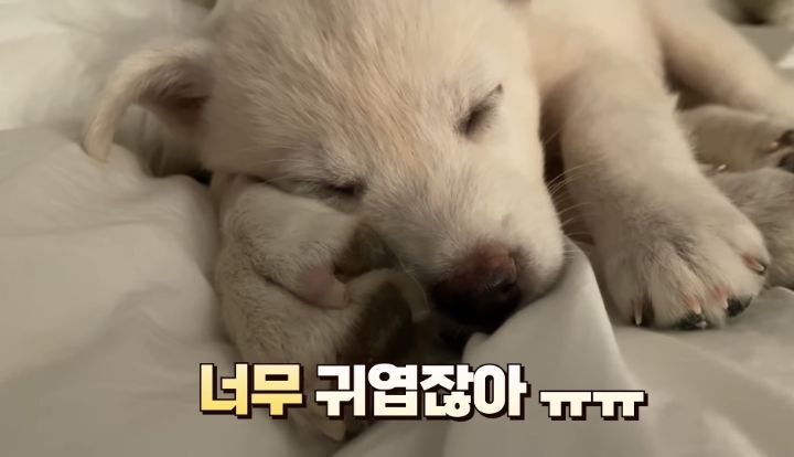 강아지 잠들었을때 은근 귀염포인트 | 인스티즈