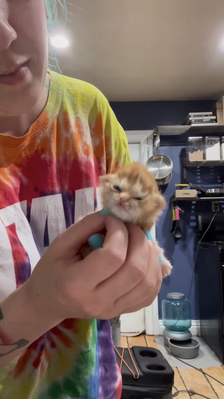 왜 새끼고양이들은 지능이없게생겼는지 궁금한달글.jpg | 인스티즈