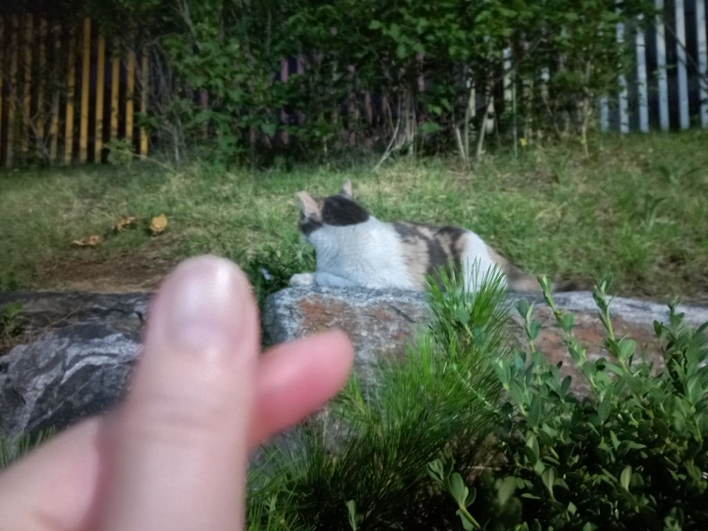 길에서 고양이 보면 사진을 안 찍고는 지나갈 수 없는 병에 걸림 😚🐈‍⬛🐈 | 인스티즈