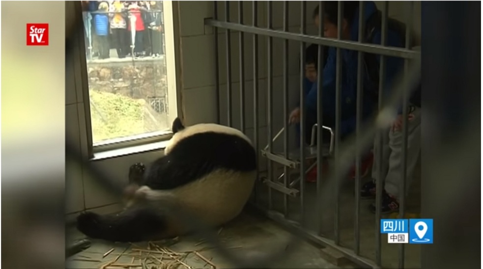 사랑받던 말레이시아 판다, 중국 반환 후 모습...jpggif | 인스티즈