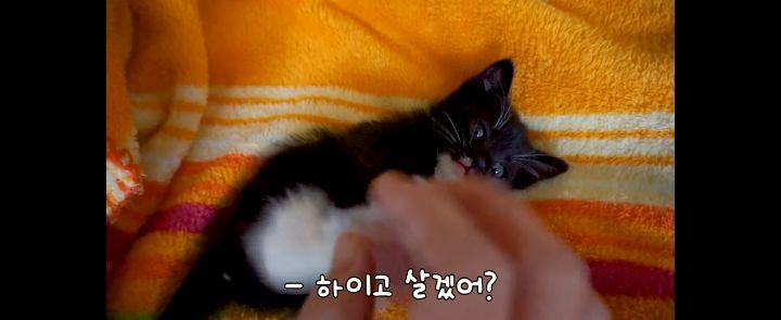 얼어죽어있던 아기고양이를 녹였더니.. | 인스티즈
