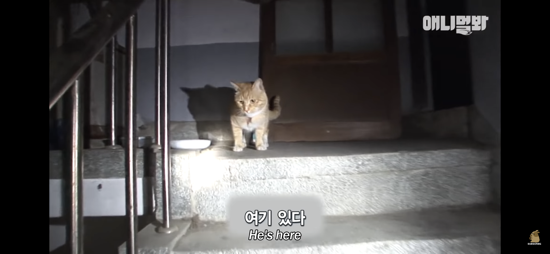 길고양이 목에 쪽지를 달자 생긴 영화같은 일 | 인스티즈