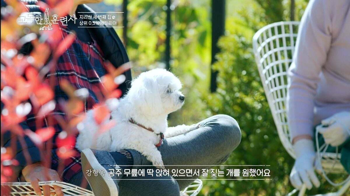 말티즈가 예민하고 잘 짖는 이유.jpg | 인스티즈