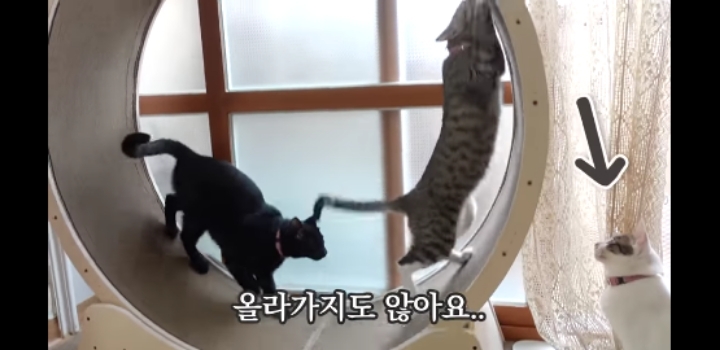 우리 고양이가 이상해요 ;;;;;;;;;; | 인스티즈