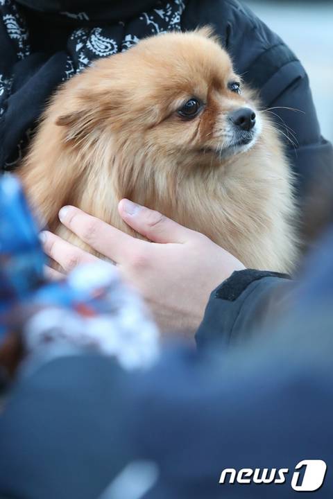 올해도 기대되는 '수능 강아지' 모음 | 인스티즈