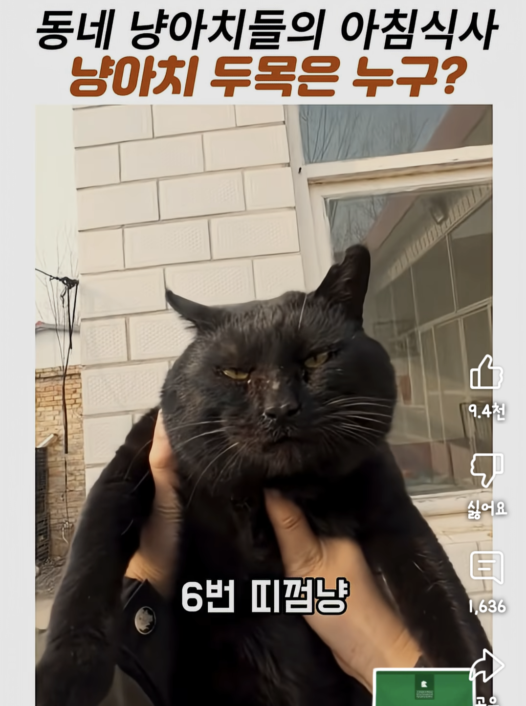 동네 냥아치들의 아침식사. 냥아치 두목은 누구? | 인스티즈