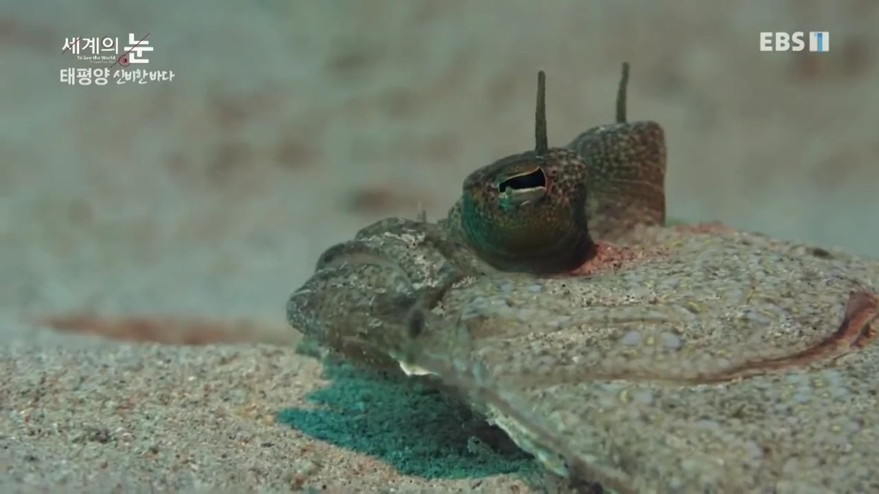 정말 흥미로운 과학자들이 12년만에 밝혀낸 바다속 신비한 문양의 비밀.jpgif | 인스티즈