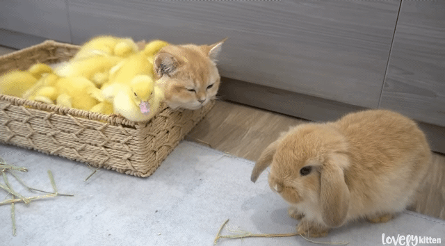 한 바구니 안에 고양이, 오리, 토끼가 포옥 파묻혀 있음 | 인스티즈