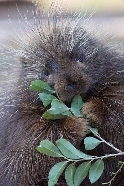 da231c3804afda84afee303fd55c502b1189e527