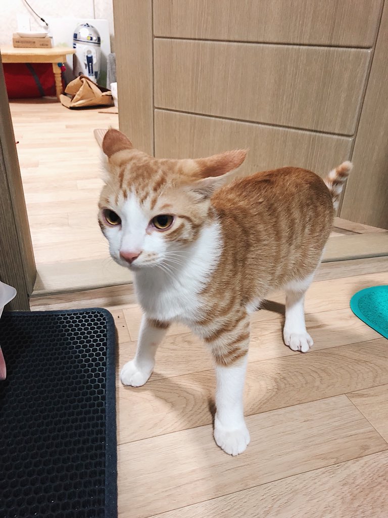 집게 떨어뜨렸더니 지켜주러 달려온 고양이.twt | 인스티즈