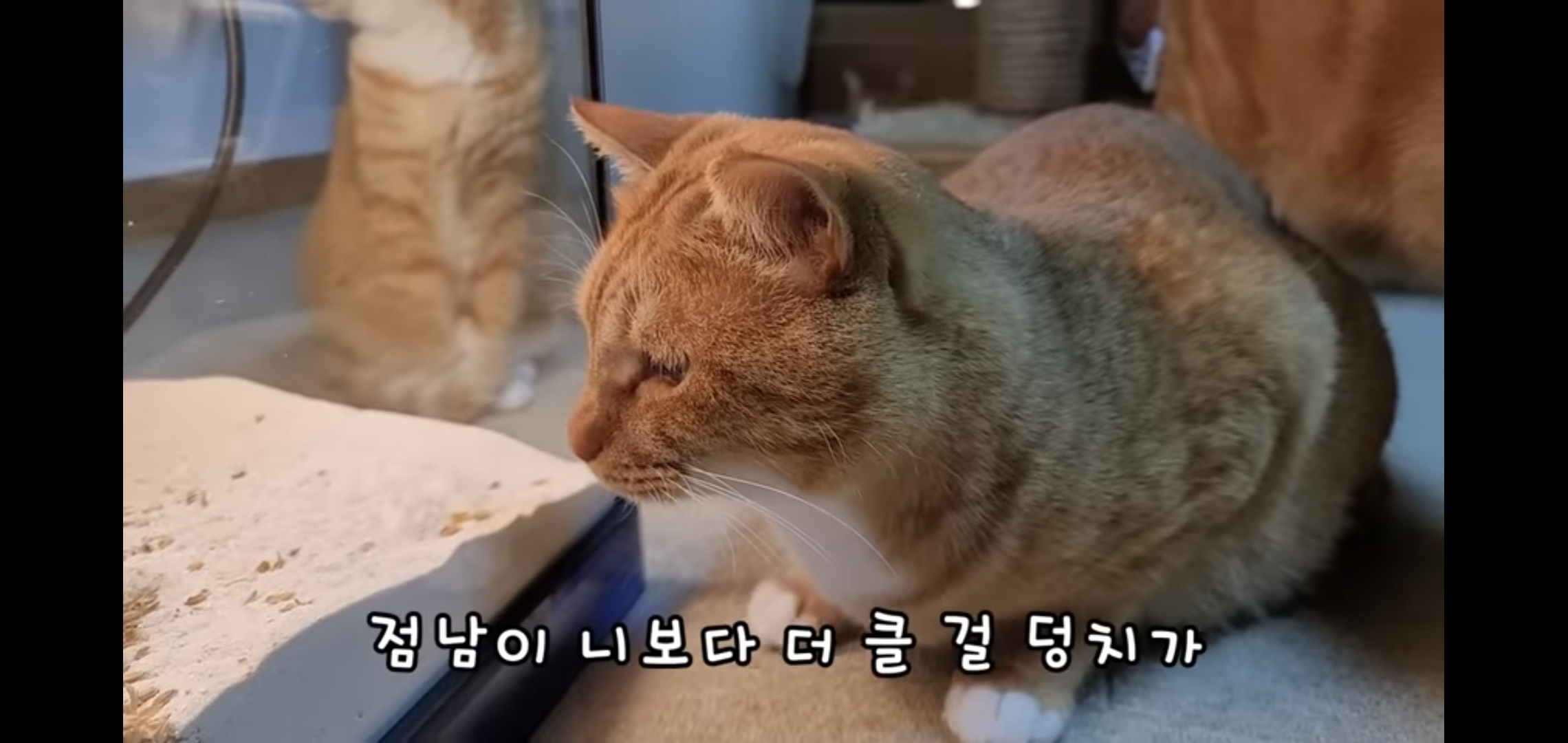 오늘자 폭력적이고 불쌍한 영상 올린 유튜버 매탈남.jpg | 인스티즈