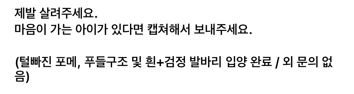 사람을 이렇게나 좋아하는데.. 곧 안락사된대요.... | 인스티즈