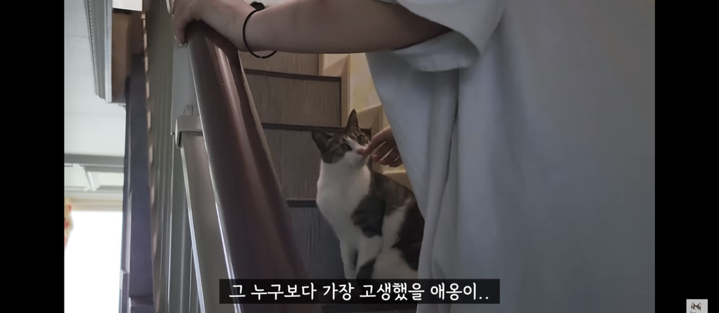 가족들 몰래 고양이를 갖다버린 아빠 | 인스티즈