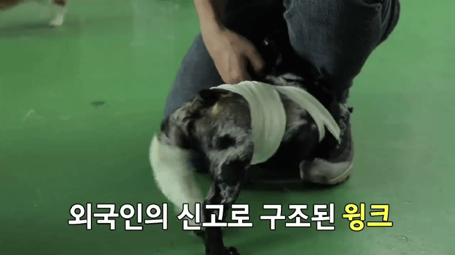 교통사고난 유기견 입양한 설채현 수의사 그리고 윙크 근황😉 | 인스티즈