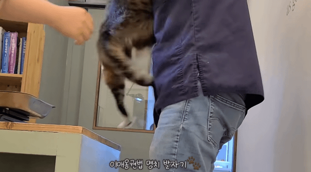 수의사한테 명치킥 날리는 고양이.gif | 인스티즈