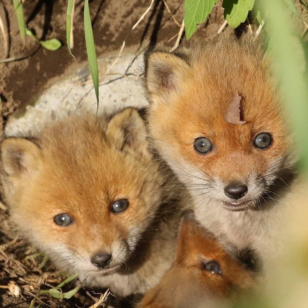 아기 여우들.jpg | 인스티즈