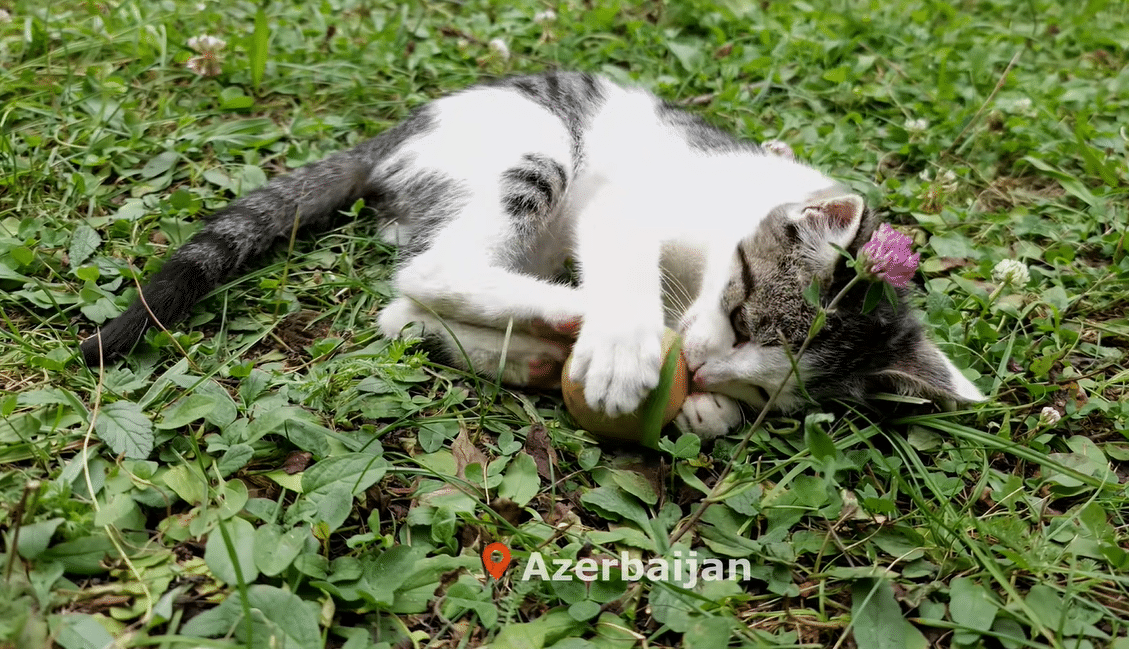 요즘 유튜브에서 은근히 인기 많다는 외국 시골 브이로그...jpg | 인스티즈
