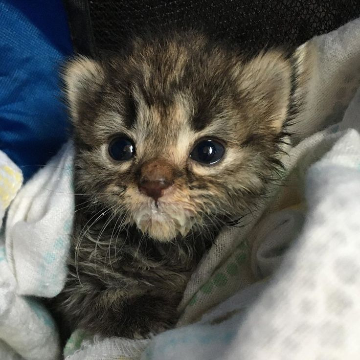 왜 새끼고양이들은 지능이없게생겼는지 궁금한달글.jpg | 인스티즈