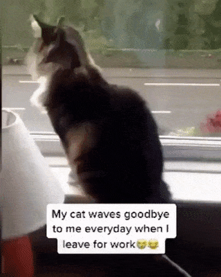 출근할 때마다 인사해 주는 고양이.gif | 인스티즈