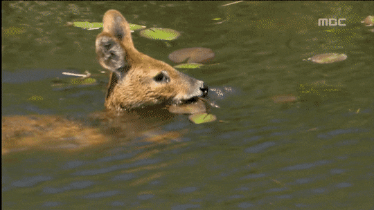 너네 고라니 수영 짱잘해서 영어이름이 water deer인거 알아??? | 인스티즈