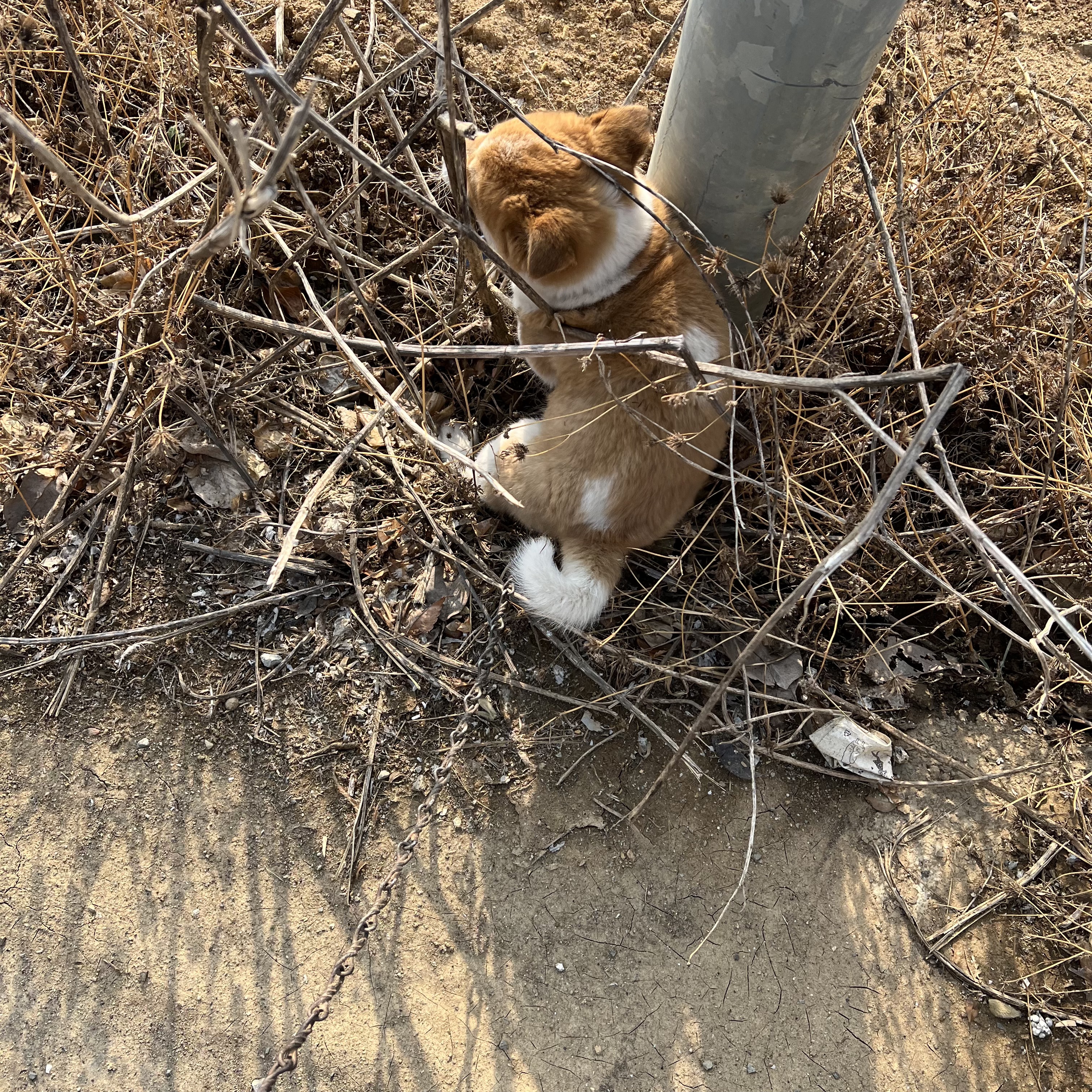 할머니집 시골개 산책시켜주고 왓다내요 | 인스티즈