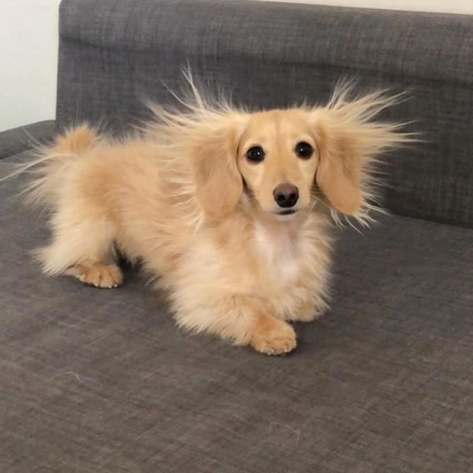 정전기 올라온 강아지 | 인스티즈