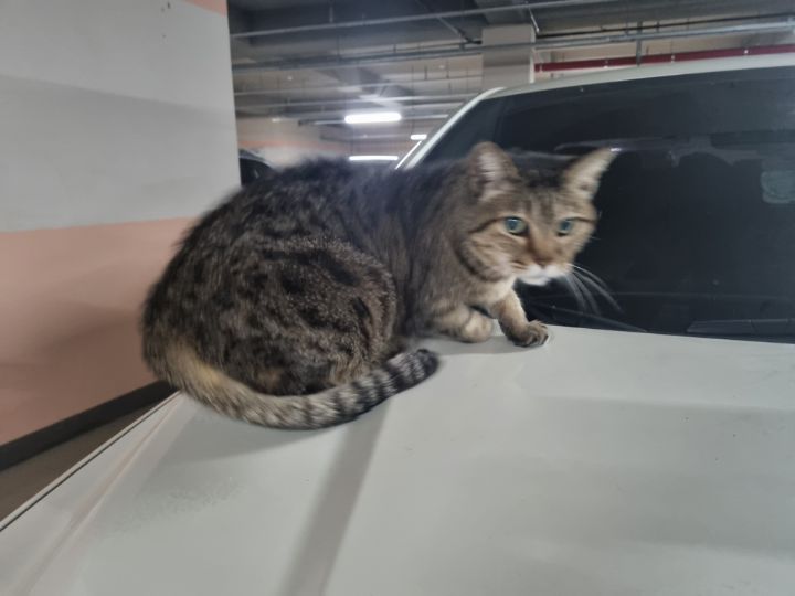 주차장에 버려진 고양이 | 인스티즈