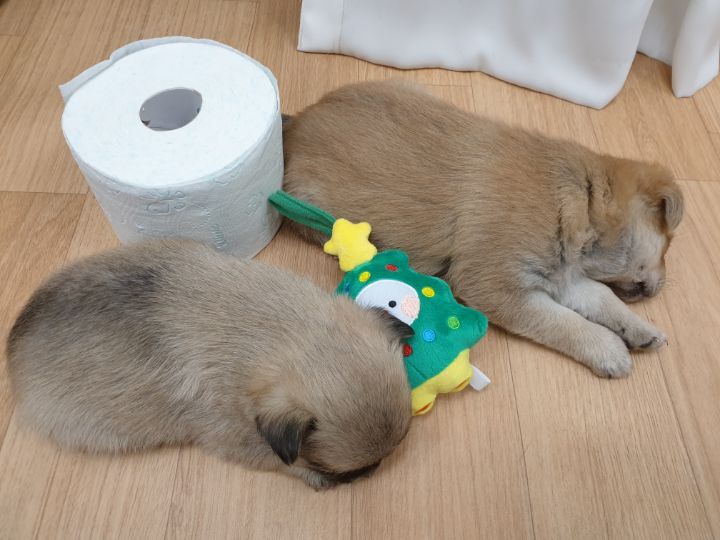 (공지라니... ++추가)새로생긴 회사 복지.. 미쳐서 도저히 일을 못하겠네.. (추가....)++추가 | 인스티즈