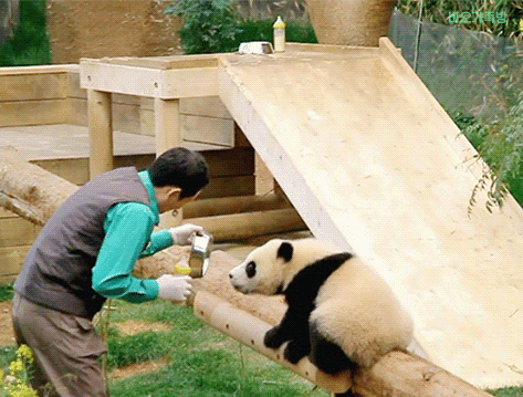 후이바오🐼 킹받게 놀리는 송바오 | 인스티즈