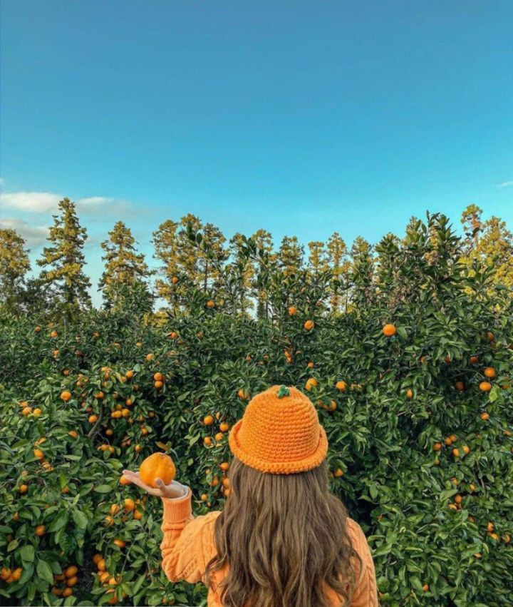 제주도 감귤 아이템🍊.jpg | 인스티즈
