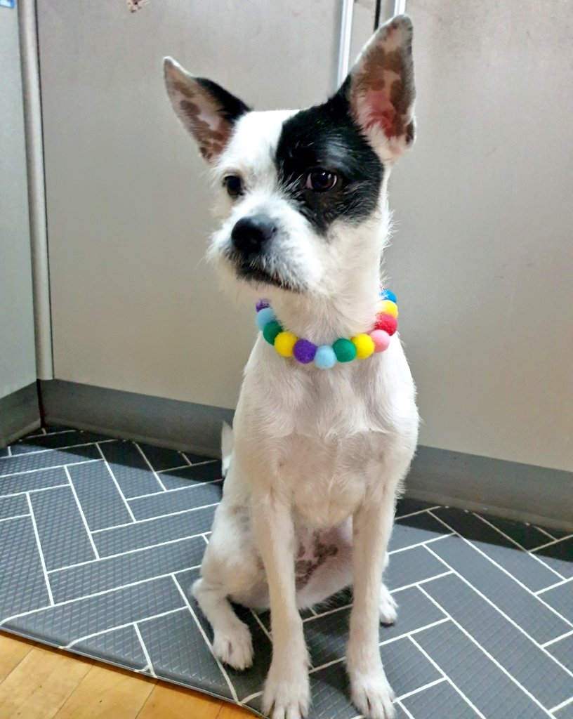 순수하게 동물을 좋아하지만 잘 모르는 사람들.twt | 인스티즈