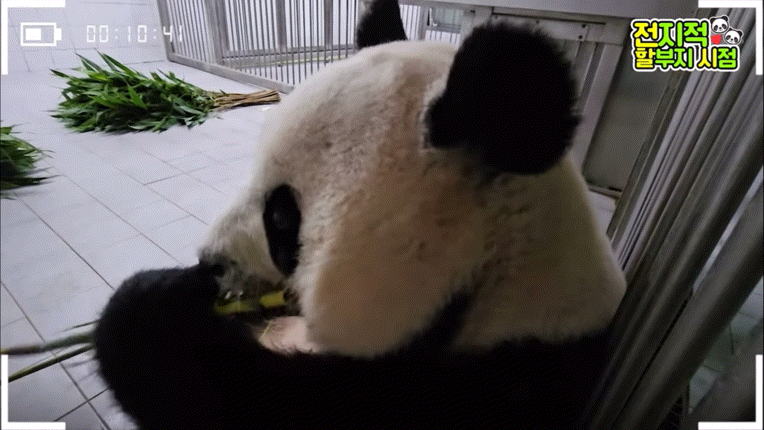 공동육아의 개념을 아는듯한 이뻐이뻐 아이바오🐼 | 인스티즈
