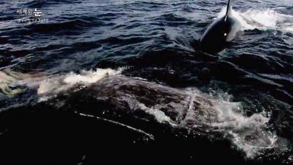 범고래 떼를 이길 수 있는 유일한 생명체 | 인스티즈