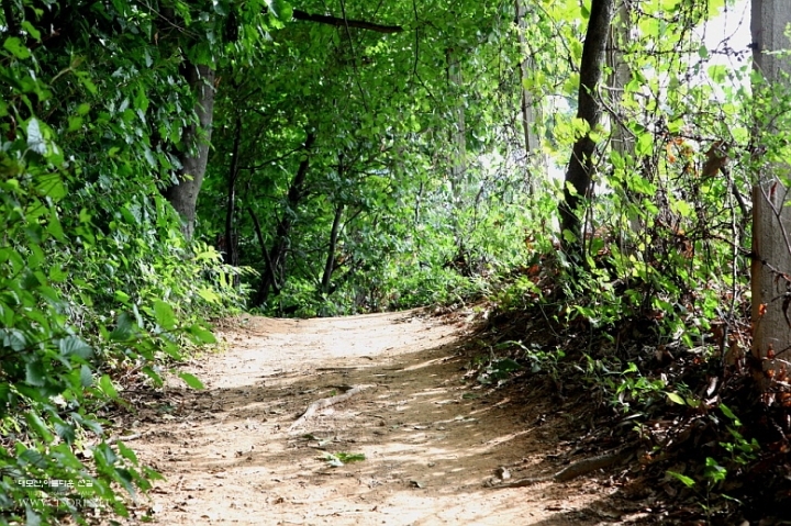 조선왕조 최초의 폭군과 고양이 그리고 | 인스티즈