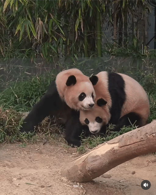 서로 알콩달콩 사이좋은 루이 후이바오 🐼 | 인스티즈
