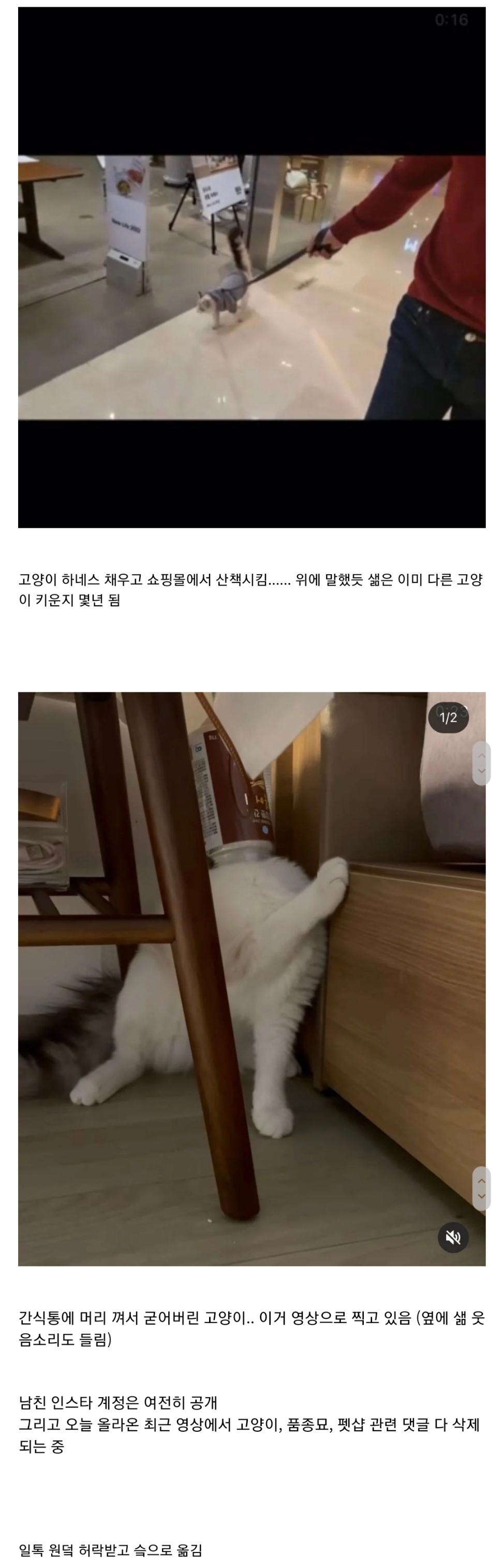 유투버 샒 어이 관련 고양이, 담배, 남친 얘기 자꾸 나오는 이유 (어이 요약정리).jpg | 인스티즈