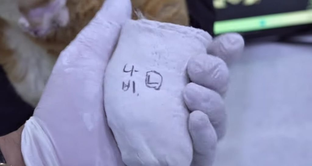 산불로 한쪽다리를 잃은 고양이가 받은 선물 🎁 | 인스티즈