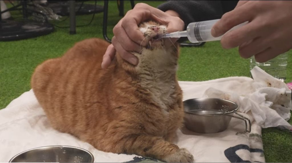 얼어 죽어가는 길냥이 구조한 캠퍼 | 인스티즈