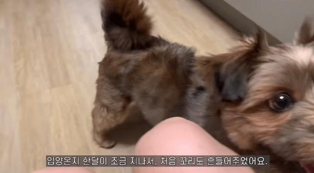 유기견 입양전후 변화. 겁많은 강아지의 100일간 브이로그 | 인스티즈