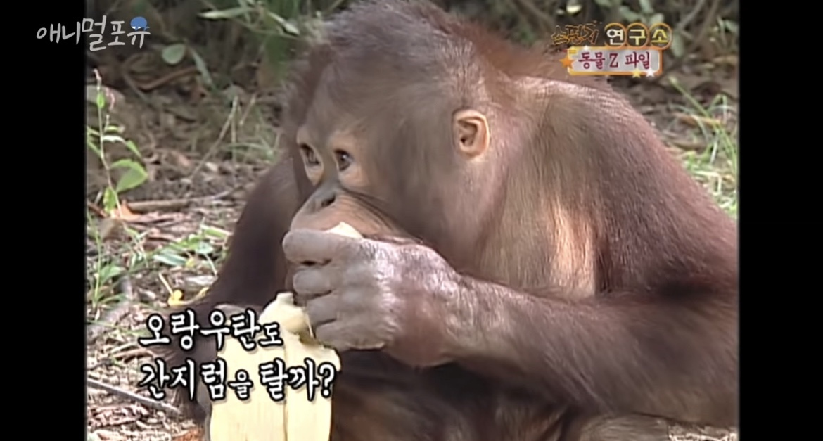 오랑우탄도 간지럼을 탈까? | 인스티즈