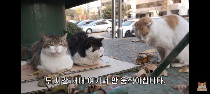 아깽이보다 100배는 만나기 어려운 묘르신들 | 인스티즈