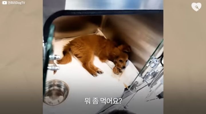 운전하다 댕줍하신 어느 운전자분 사연...ㅠㅠ | 인스티즈