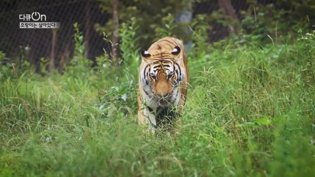 '절멸'의 '한국 호랑이'. 🐅 그 100년간의 이야기. -마지막- | 인스티즈