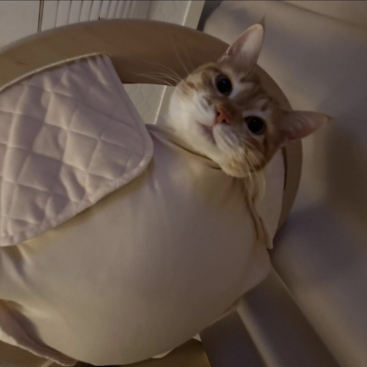 요즘 김혜윤 일상을 사로잡고 있다는 존재 | 인스티즈